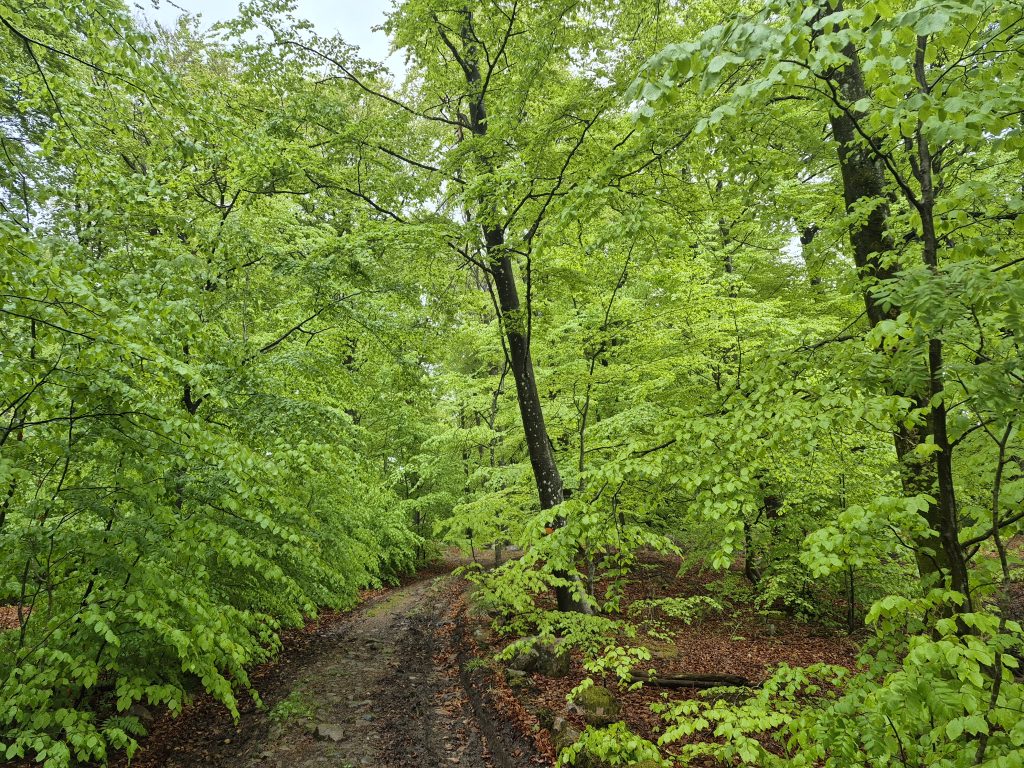 Grön bokskog skåneleden
